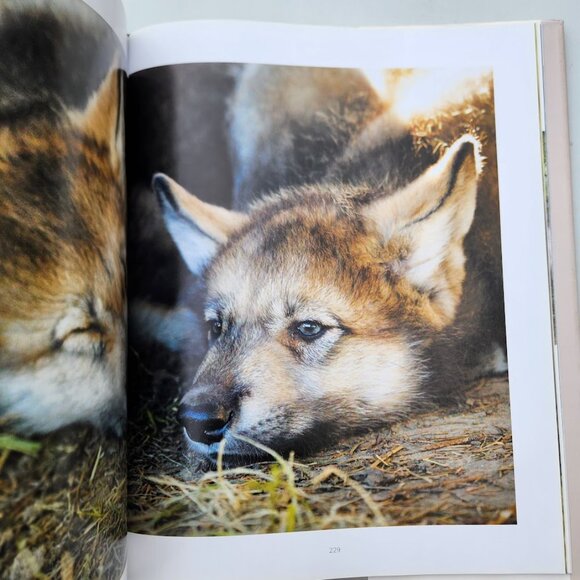 Spirit of the Wolf: Hardcover Book Coffee Table Decor Mythical Hunter of the Wil - Picture 13 of 16